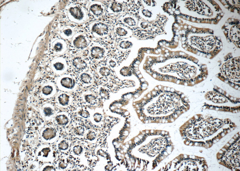 Immunohistochemistry of paraffin-embedded human small intestine tissue slide using Catalog No:111723(humanin Antibody) at dilution of 1:50 (under 10x lens)