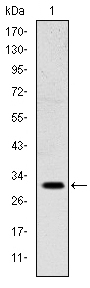 Fig1: Western blot analysis of MSX1 on NTERA-2 cell lysate using anti-MSX1 antibody at 1/1,000 dilution.