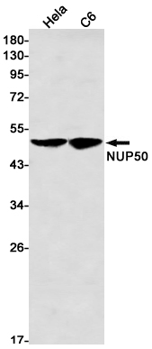 Western blot detection of NUP50 in Hela,C6 cell lysates using NUP50 Rabbit mAb(1:1000 diluted).Predicted band size:50kDa.Observed band size:50kDa.