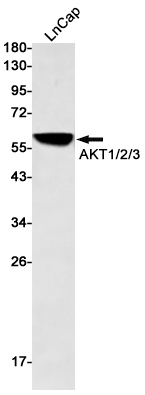 Western blot detection of AKT1/2/3 in LnCap cell lysates using AKT Rabbit pAb(1:500 diluted).Predicted band size:56kDa.Observed band size:56kDa.
