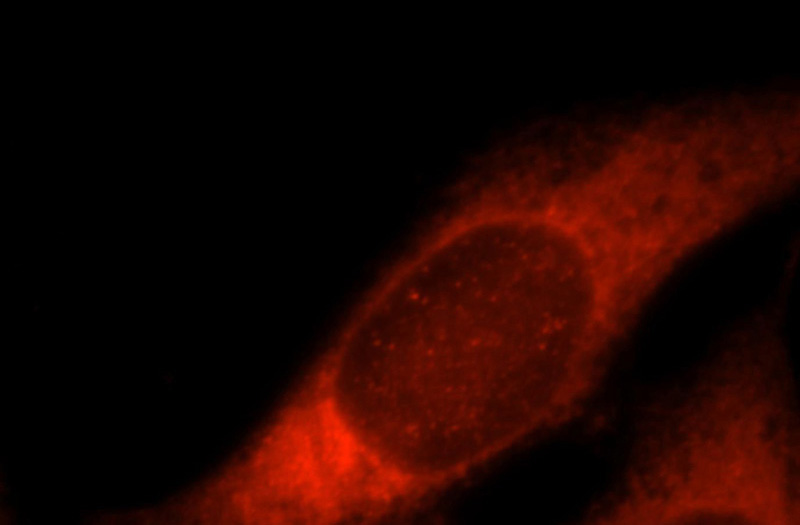 Immunofluorescent analysis of Hela cells, using PTGES3 antibody Catalog No:114271 at 1:25 dilution and Rhodamine-labeled goat anti-rabbit IgG (red).