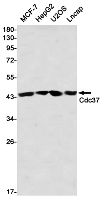 Western blot detection of Cdc37 in MCF-7,HepG2,U2OS,Lncap using Cdc37 Rabbit mAb(1:1000 diluted)