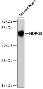 Western blot - NDRG3 Polyclonal Antibody 