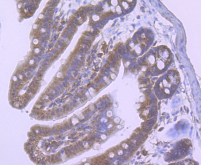 Fig6: Immunohistochemical analysis of paraffin-embedded mouse colon tissue using anti-NLRC3 antibody. Counter stained with hematoxylin.