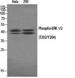 Western Blot analysis of various cells using Phospho-ERK 1/2 (T202/Y204) Polyclonal Antibody