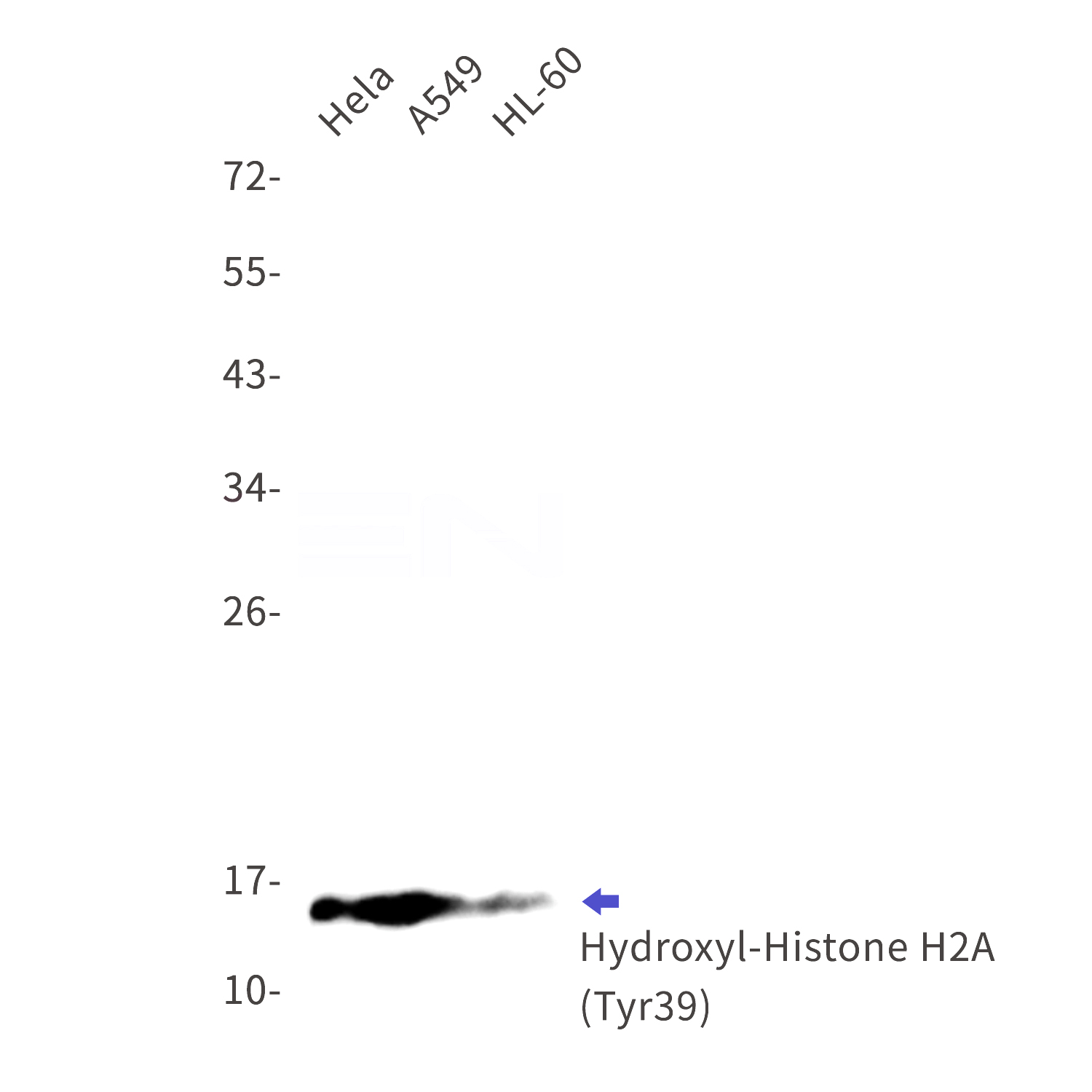 Western blot detection of Hydroxyl-Histone H2A (Tyr39) in Hela,A549,HL-60 cell lysates using Hydroxyl-Histone H2A (Tyr39) Rabbit mAb(1:1000 diluted).Observed band size:14kDa.