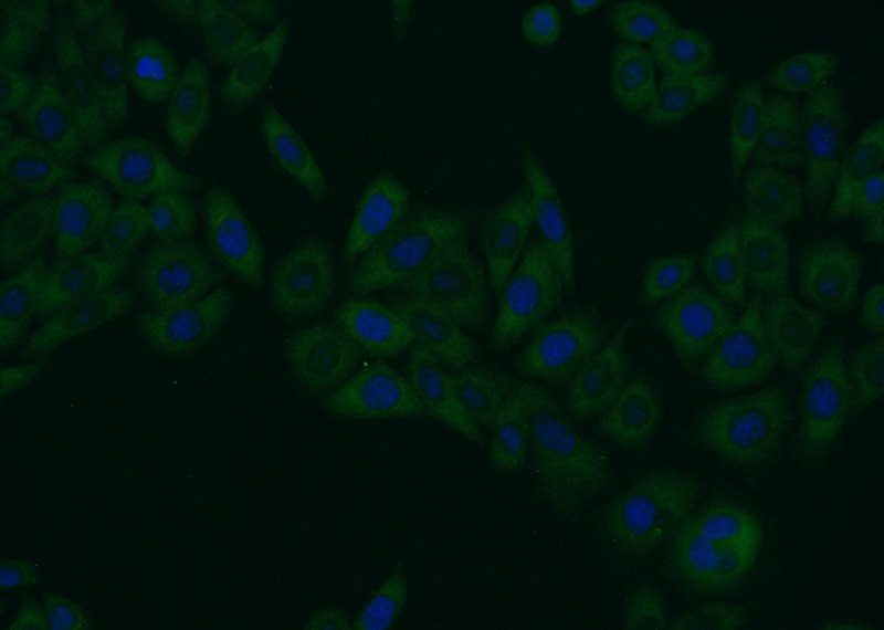 Immunofluorescent analysis of HeLa cells using Catalog No:110223(EHD1 Antibody) at dilution of 1:25 and Alexa Fluor 488-congugated AffiniPure Goat Anti-Rabbit IgG(H+L)