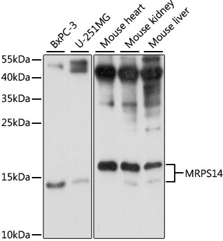 Western blot - MRPS14 Polyclonal Antibody 