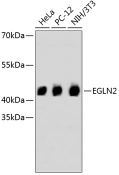 Western blot - EGLN2 Monoclonal Antibody 