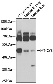 Western blot - MT-CYB Polyclonal Antibody 