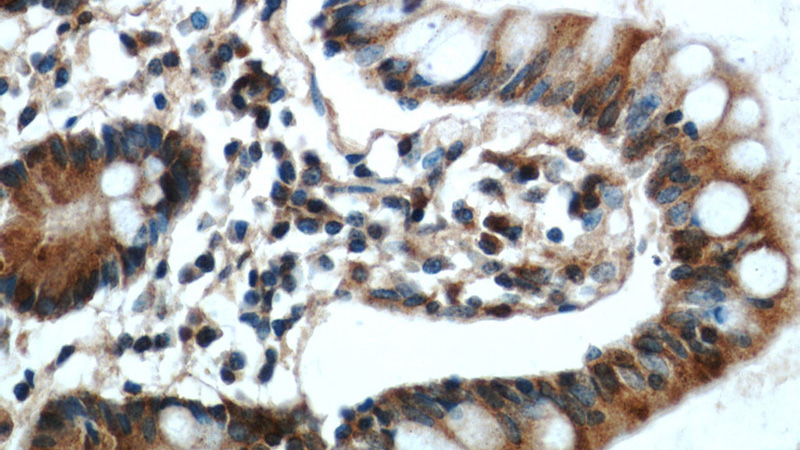 Immunohistochemical of paraffin-embedded human small intestine using Catalog No:111951(ITLN1 antibody) at dilution of 1:50 (under 40x lens)