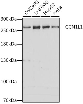 Western blot - GCN1L1 Polyclonal Antibody 