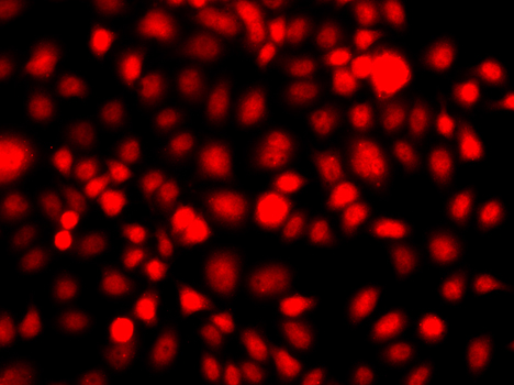 Immunofluorescence - NR2E1 Polyclonal Antibody 
