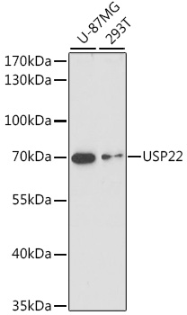 Western blot - USP22 Polyclonal Antibody 