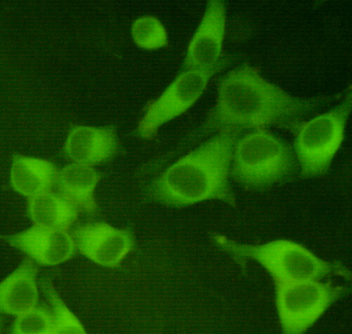 Immunocytochemistry staining of Hela cells fixed with 4% Paraformaldehyde and using anti-PKM2 mouse mAb (dilution 1:400).
