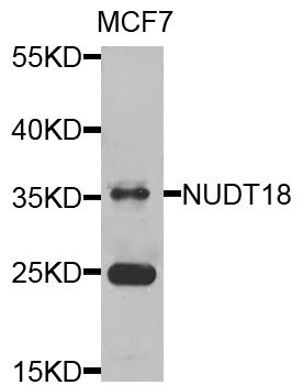 Western blot - NUDT18 Polyclonal Antibody 