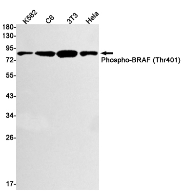 Western blot detection of Phospho-BRAF (Thr401) in K562,C6,3T3,Hela cell lysates using Phospho-BRAF (Thr401) Rabbit mAb(1:1000 diluted).Predicted band size:84kDa.Observed band size:84kDa.