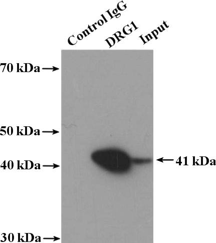 IP Result of anti-DRG1 (IP:Catalog No:110020, 4ug; Detection:Catalog No:110020 1:600) with K-562 cells lysate 4000ug.