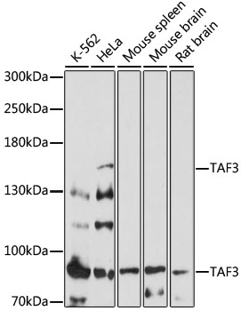 Western blot - TAF3 Polyclonal Antibody 