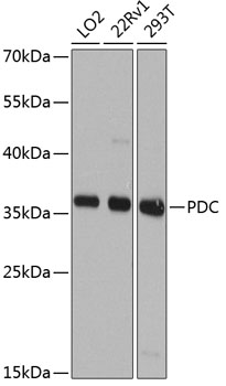 Western blot - PDC Polyclonal Antibody 