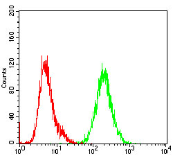 Flow cytometric analysis of NIH/3T3 cells using SHC1 mouse mAb (green) and negative control (red).