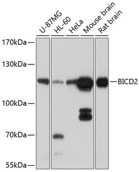 Western blot - BICD2 Polyclonal Antibody 