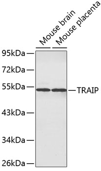 Western blot - TRAIP Polyclonal Antibody 