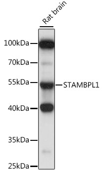 Western blot - STAMBPL1 Polyclonal Antibody 