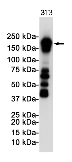 Western blot detection of PDGFR beta in 3T3 cell lysates using PDGFR beta Rabbit pAb(1:1000 diluted).Predicted band size:124KDa.Observed band size:190KDa.