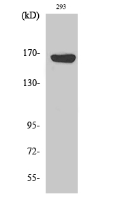 Fig1:; Western Blot analysis of various cells using ABCC12 Polyclonal Antibody diluted at 1: 500