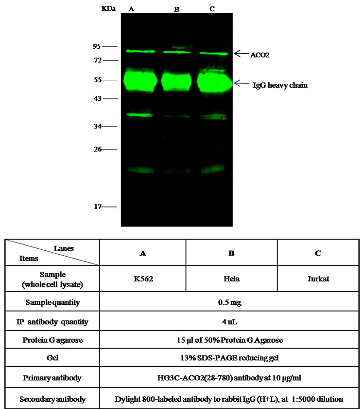ACO2 / Aconitase 2 Antibody, Rabbit PAb, Antigen Affinity Purified, Immunoprecipitation