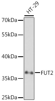 Western blot - FUT2 Polyclonal Antibody 
