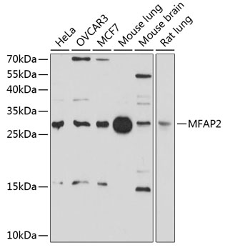 Western blot - MFAP2 Polyclonal Antibody 