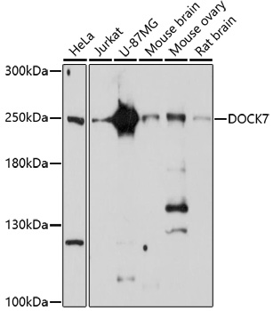 Western blot - DOCK7 Polyclonal Antibody 
