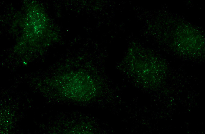 Immunofluorescent analysis of (-20oc Ethanol) fixed SH-SY5Y cells using Catalog No:108390(BCL11B Antibody) at dilution of 1:50 and Alexa Fluor 488-congugated AffiniPure Goat Anti-Rabbit IgG(H+L)