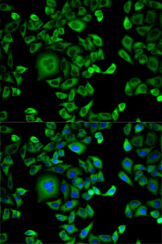 Immunofluorescence - EXT1 Polyclonal Antibody 
