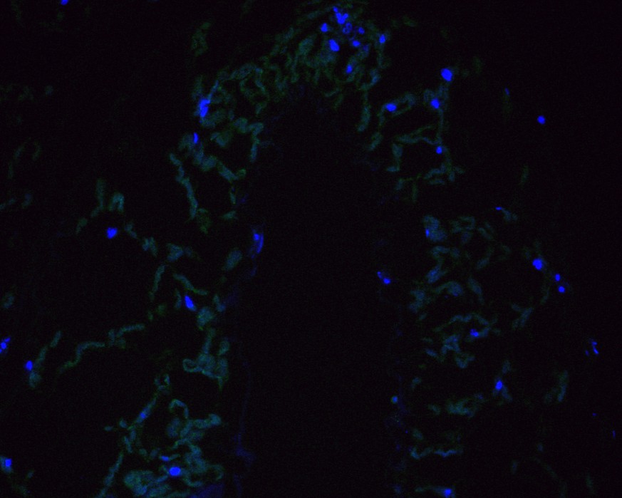 Fig2:; Immunofluorescence staining of paraffin- embedded rice tissue using anti-D14 rabbit polyclonal antibody.The section was pre-treated using heat mediated antigen retrieval with Tris-EDTA buffer (pH 9.0) for 20 minutes.(sodium citrate buffer (pH 6.0) for 20 mins.) The tissues were blocked in 10% negative goat serum for 1 hour at room temperature, washed with PBS, and then probed with the antibody () at 1/100 dilution for 10 hours at 4℃ and detected using Alexa Fluor™ 488 conjugate-Goat anti-Rabbit IgG (H+L) Secondary Antibody at a dilution of 1:500 for 1 hour at room temperature.