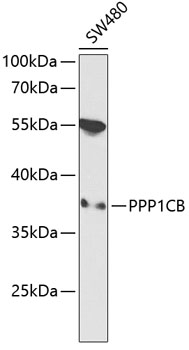 Western blot - PPP1CB Polyclonal Antibody 