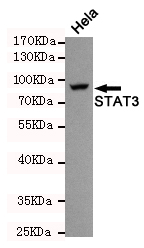 Western blot detection of STAT3 in Hela cell lysate using STAT3  rabbit pAb (1:500).Predicted band size:88KDa.Observed band size:88KDa.