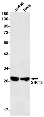Western blot detection of SIRT3 in Jurkat,Hela cell lysates using SIRT3 Rabbit mAb(1:500 diluted).Predicted band size:44kDa.Observed band size:28kDa.