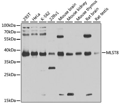 Western blot - MLST8 Polyclonal Antibody 
