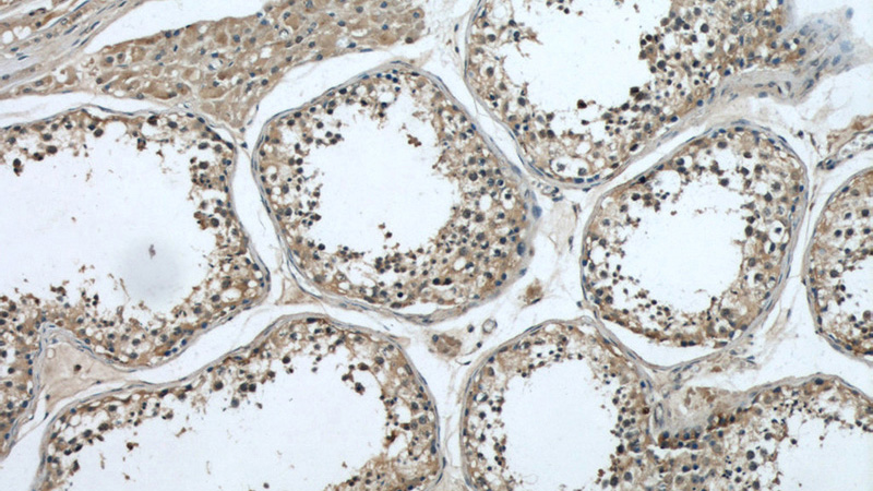 Immunohistochemical of paraffin-embedded human testis using Catalog No:112292(Loc286135 antibody) at dilution of 1:50 (under 10x lens)