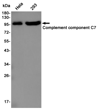 Western blot detection of C7 in Hela,293 cell lysates using C7 Rabbit pAb(1:1000 diluted).Predicted band size:94KDa.Observed band size:94KDa.