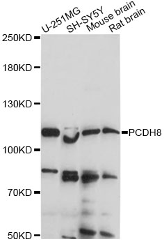 Western blot - PCDH8 Polyclonal Antibody 
