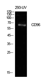 Fig1:; Western Blot analysis of 293-UV cells using CD96 Polyclonal Antibody. Antibody was diluted at 1:500. Secondary antibody（catalog#：HA1001) was diluted at 1:20000