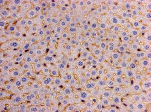 Fig2: Immunohistochemical analysis of paraffin- embedded mouse liver tissue using anti-LRP-1 Mouse mAb (Cat. # 176655#).