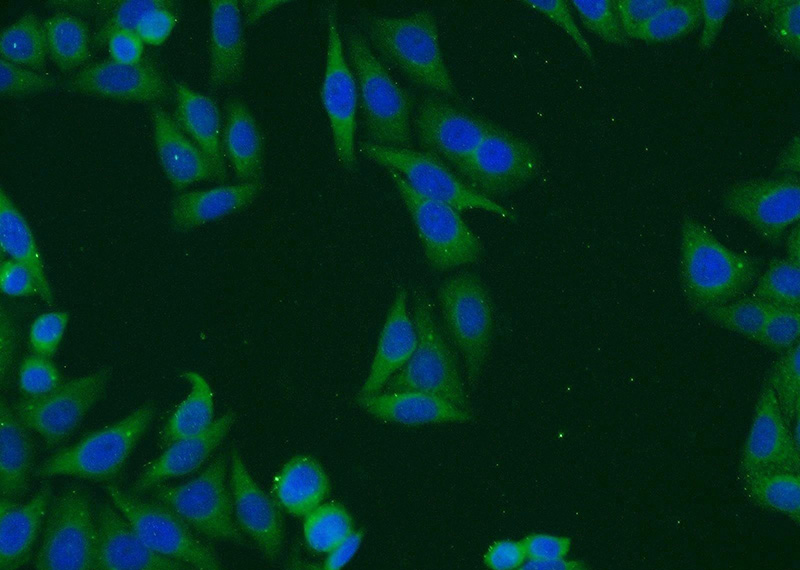 Immunofluorescent analysis of HepG2 cells using Catalog No:116087(TMED4 Antibody) at dilution of 1:25 and Alexa Fluor 594-congugated AffiniPure Goat Anti-Rabbit IgG(H+L)