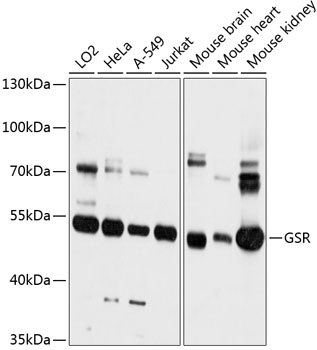 Western blot - GSR Polyclonal Antibody 