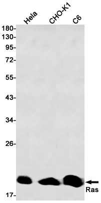 Western blot detection of Ras in Hela,CHO-K1,C6 cell lysates using Ras Rabbit mAb(1:1000 diluted).Predicted band size:21kDa.Observed band size:21kDa.