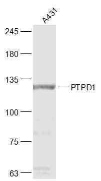 Fig5: Sample:; A431(Human) Cell Lysate at 30 ug; Primary: Anti-PTPD1 at 1/300 dilution; Secondary: IRDye800CW Goat Anti-Rabbit IgG at 1/20000 dilution; Predicted band size: 133 kD; Observed band size: 133 kD